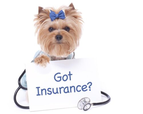 Pet Insurance