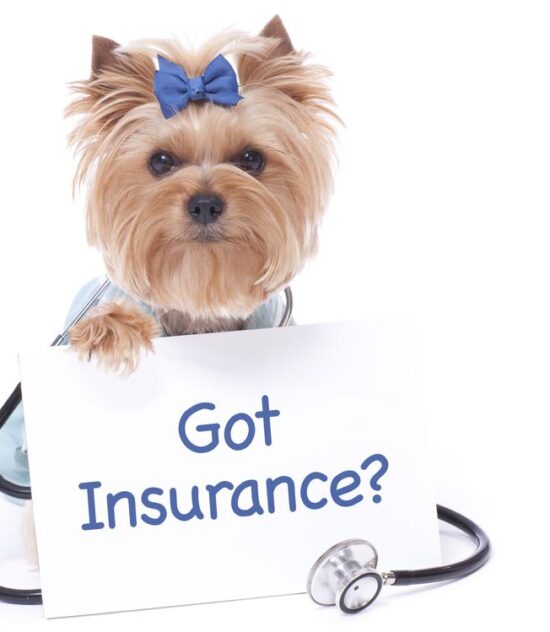 Pet Insurance